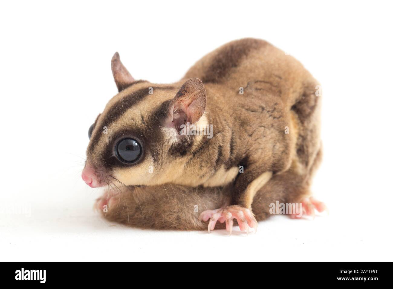 Glider zucchero - Petaurus breviceps isolato su sfondo bianco Foto Stock