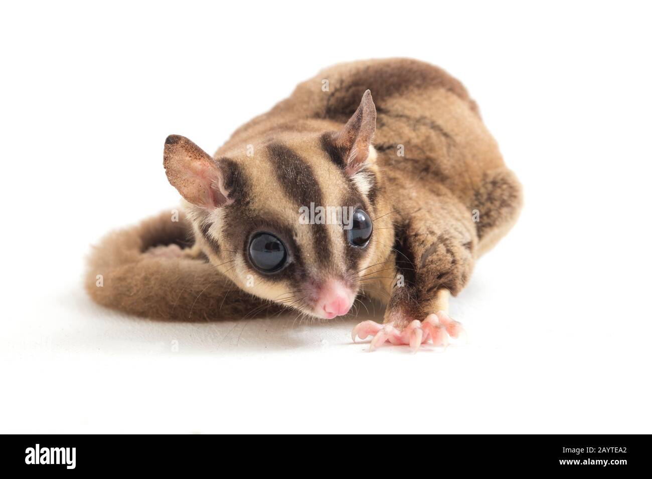 Glider zucchero - Petaurus breviceps isolato su sfondo bianco Foto Stock