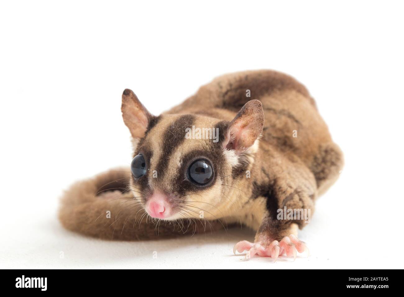 Glider zucchero - Petaurus breviceps isolato su sfondo bianco Foto Stock