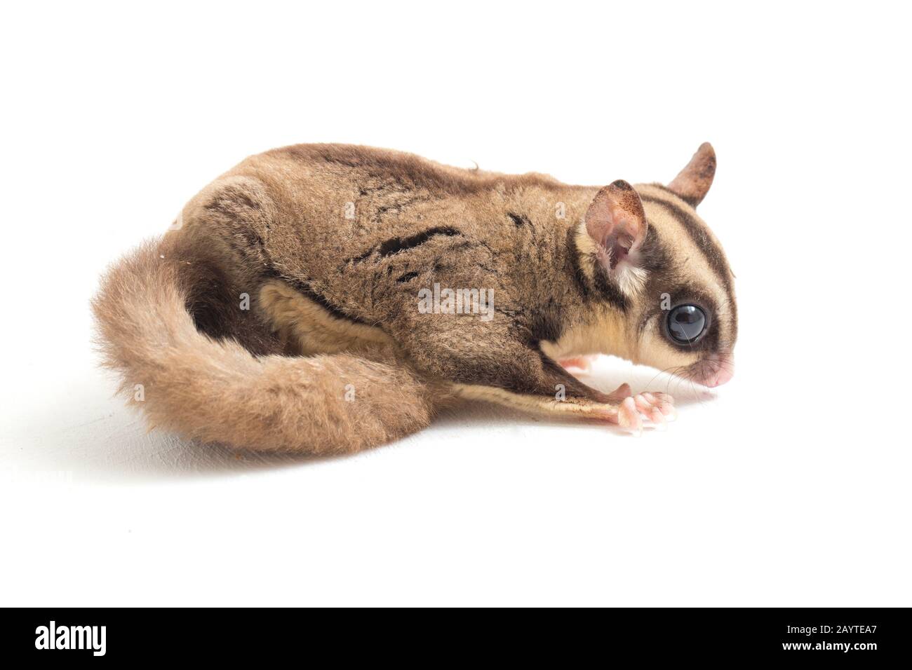 Glider zucchero - Petaurus breviceps isolato su sfondo bianco Foto Stock