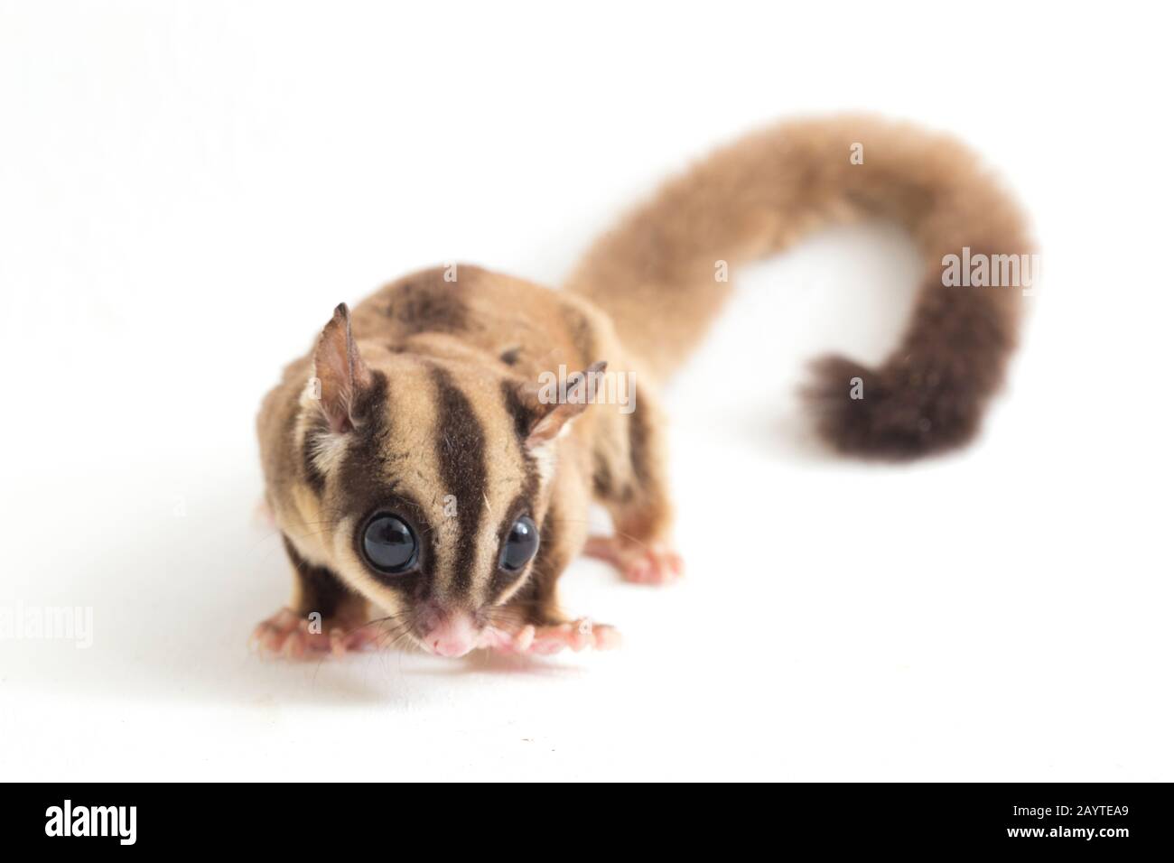 Glider zucchero - Petaurus breviceps isolato su sfondo bianco Foto Stock