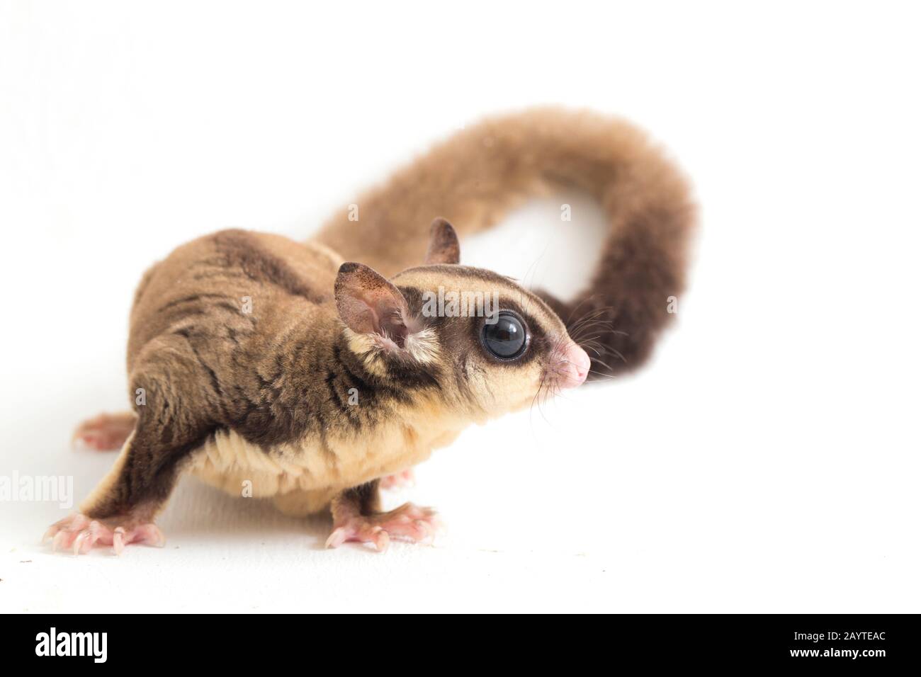 Glider zucchero - Petaurus breviceps isolato su sfondo bianco Foto Stock