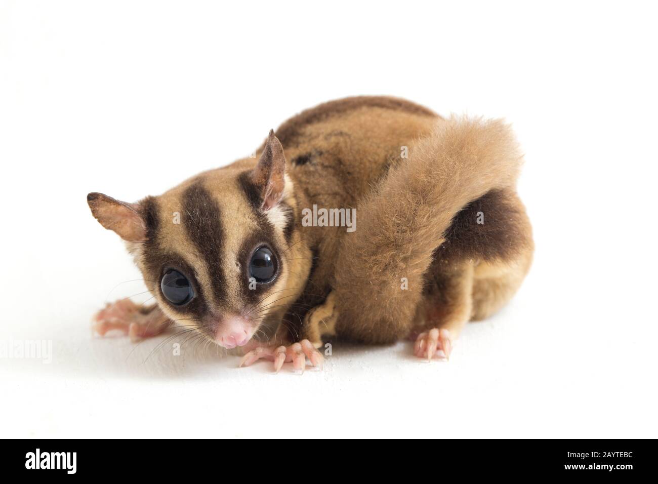 Glider zucchero - Petaurus breviceps isolato su sfondo bianco Foto Stock