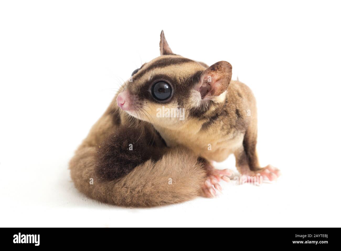 Glider zucchero - Petaurus breviceps isolato su sfondo bianco Foto Stock