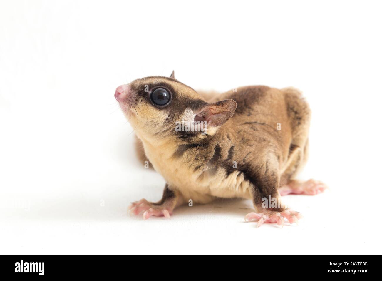 Glider zucchero - Petaurus breviceps isolato su sfondo bianco Foto Stock