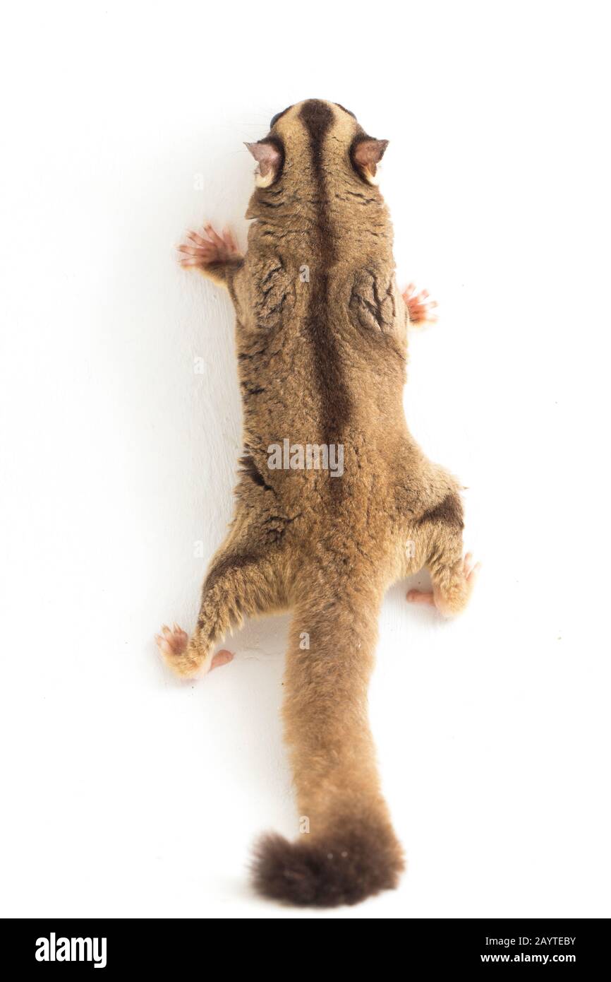 Glider zucchero - Petaurus breviceps isolato su sfondo bianco Foto Stock