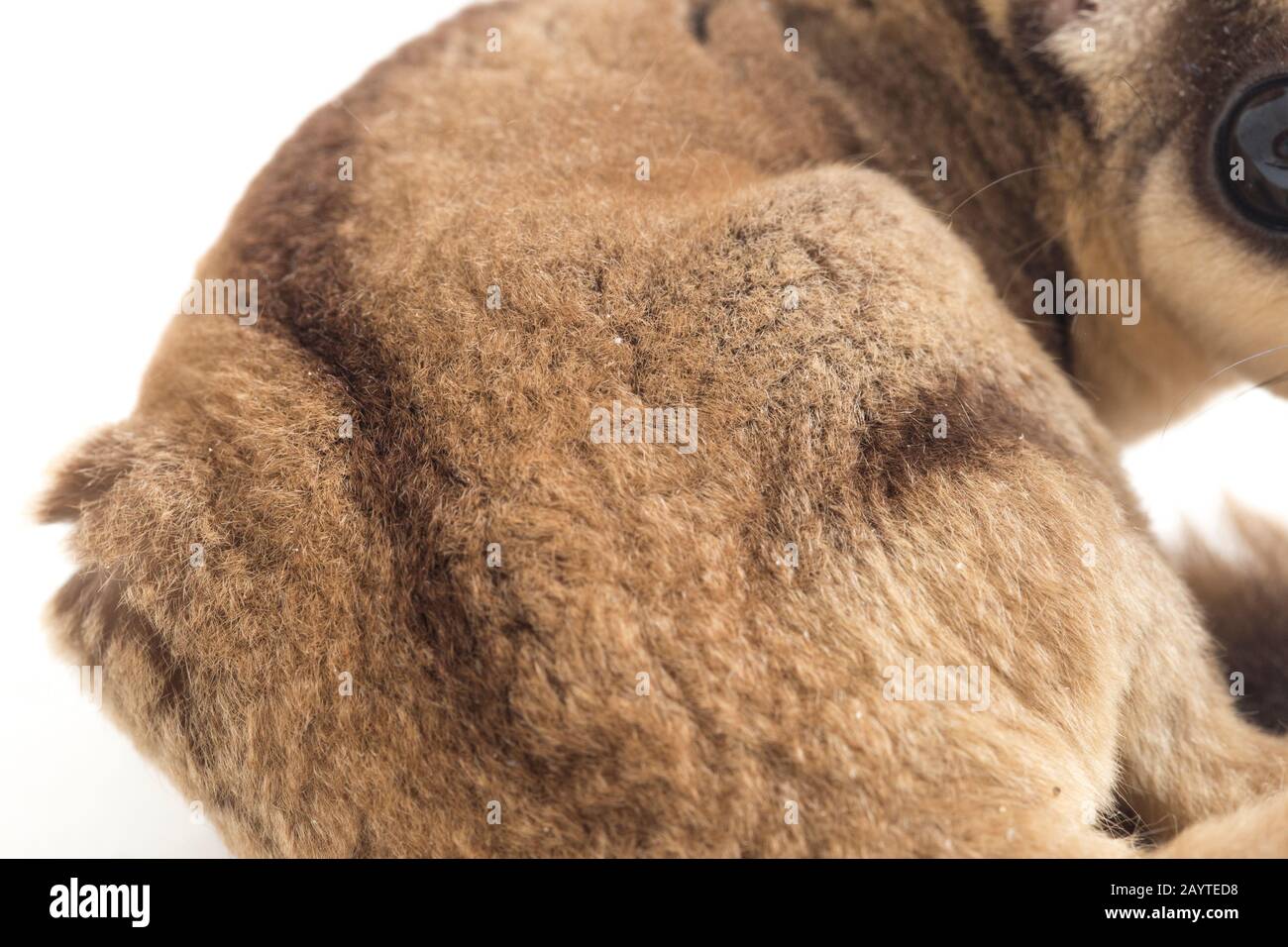 Glider zucchero - Petaurus breviceps isolato su sfondo bianco Foto Stock