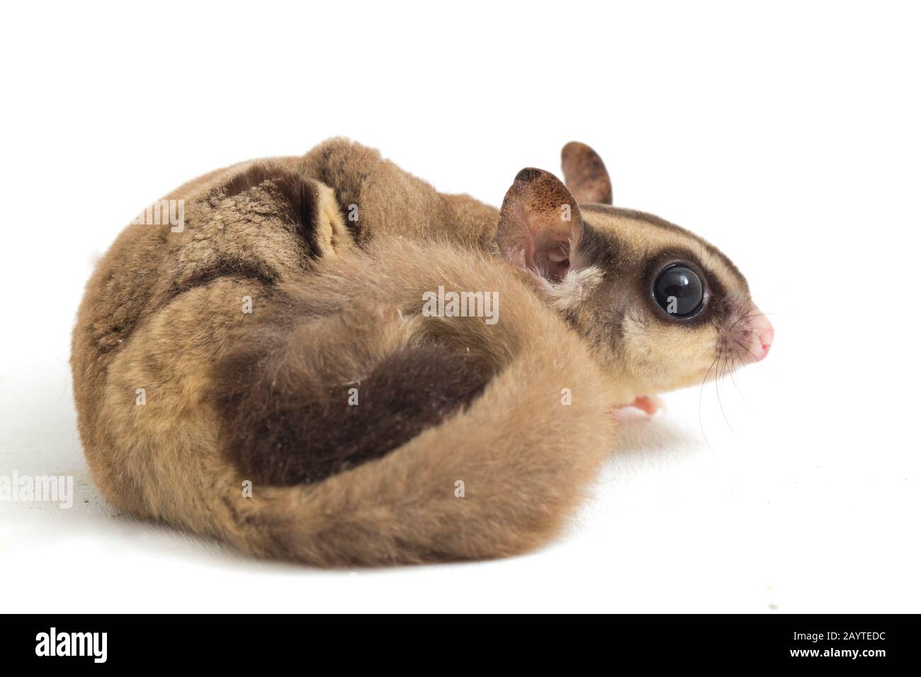 Glider zucchero - Petaurus breviceps isolato su sfondo bianco Foto Stock