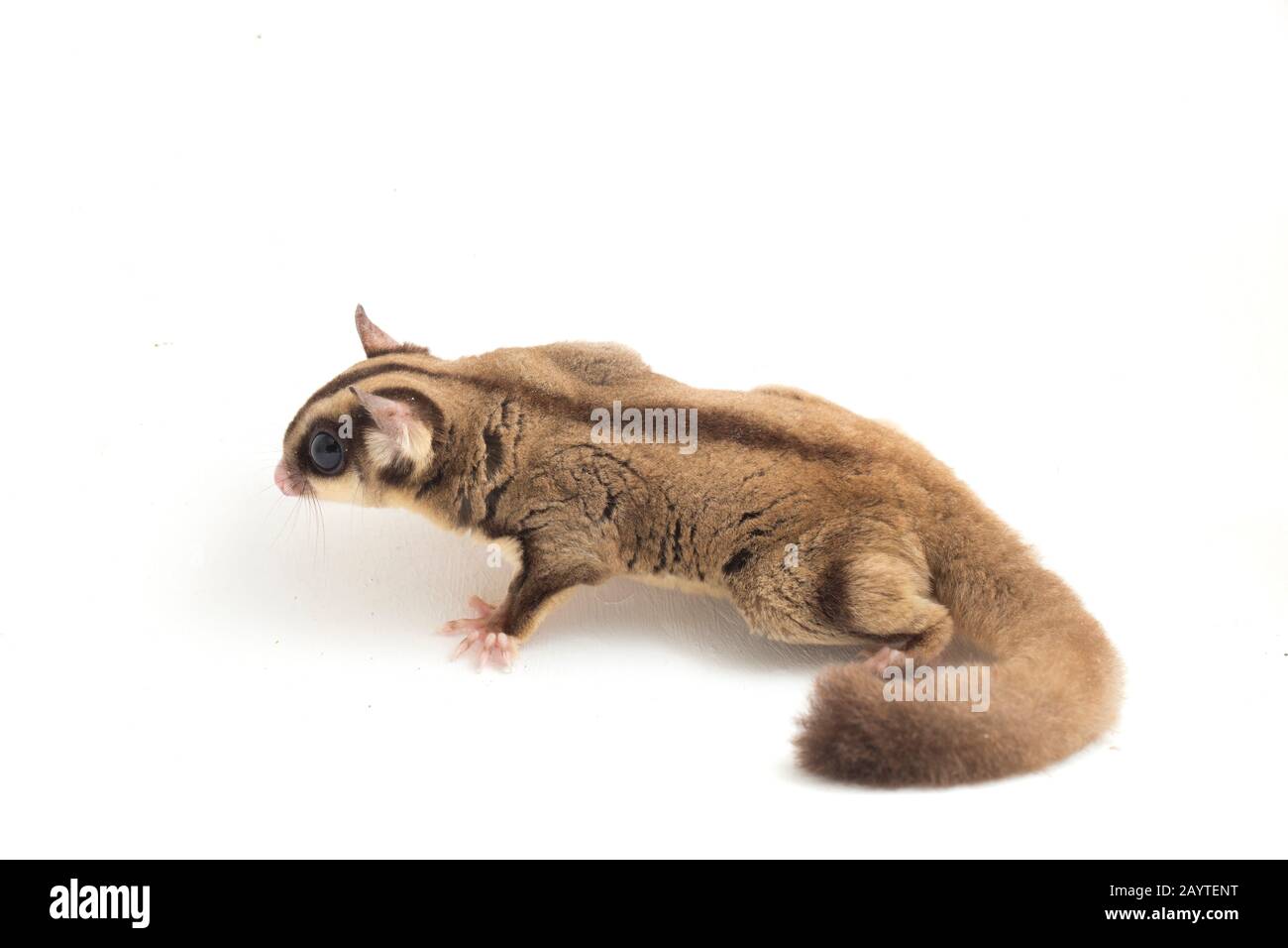 Glider zucchero - Petaurus breviceps isolato su sfondo bianco Foto Stock