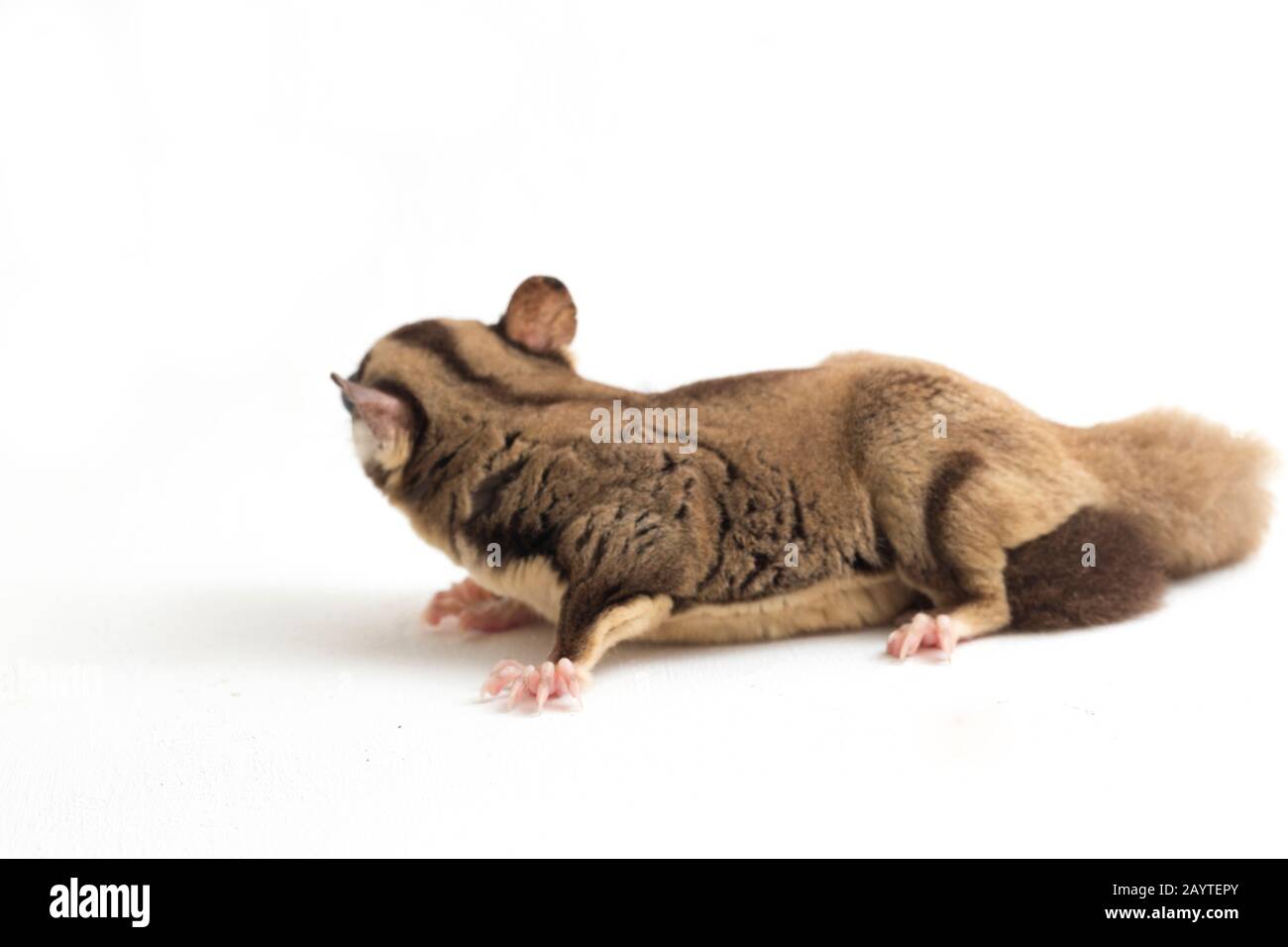 Glider zucchero - Petaurus breviceps isolato su sfondo bianco Foto Stock