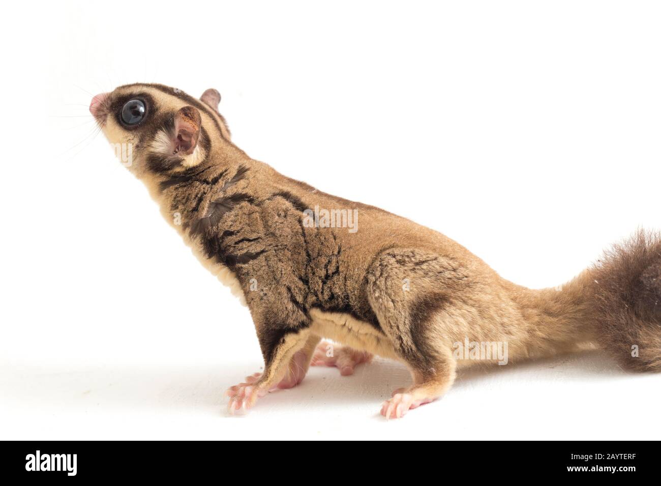 Glider zucchero - Petaurus breviceps isolato su sfondo bianco Foto Stock
