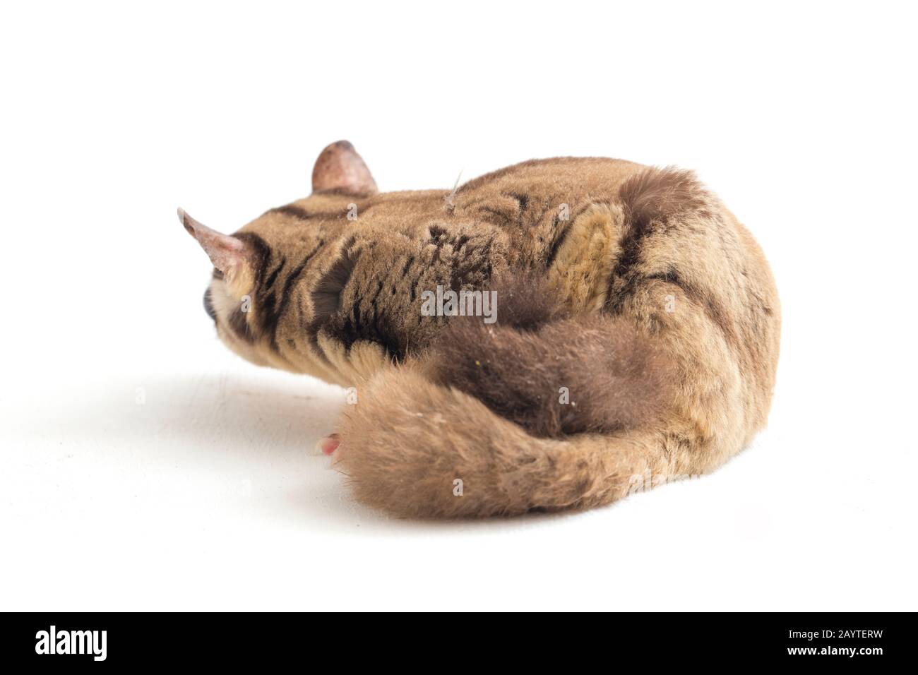 Glider zucchero - Petaurus breviceps isolato su sfondo bianco Foto Stock