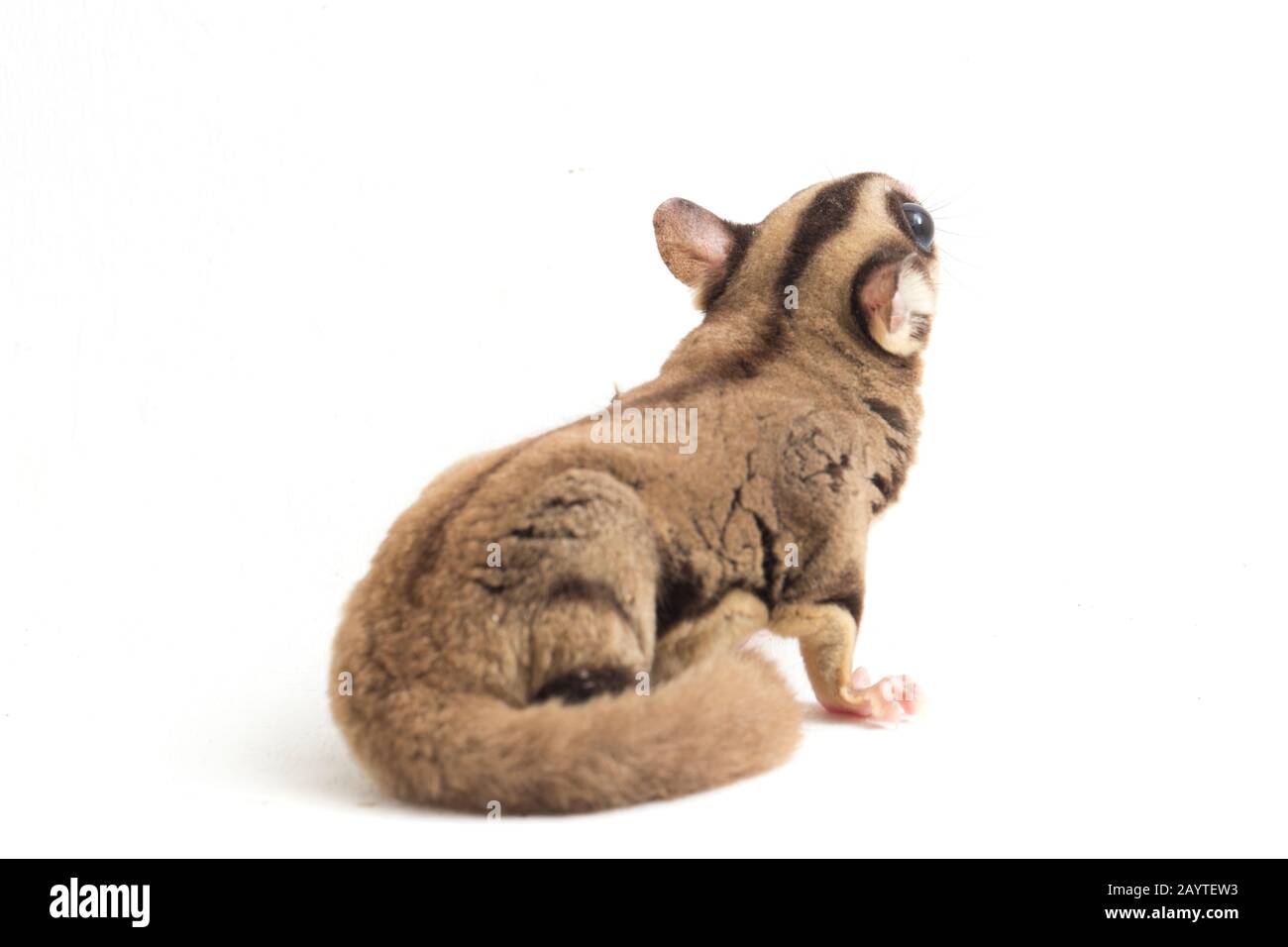 Glider zucchero - Petaurus breviceps isolato su sfondo bianco Foto Stock