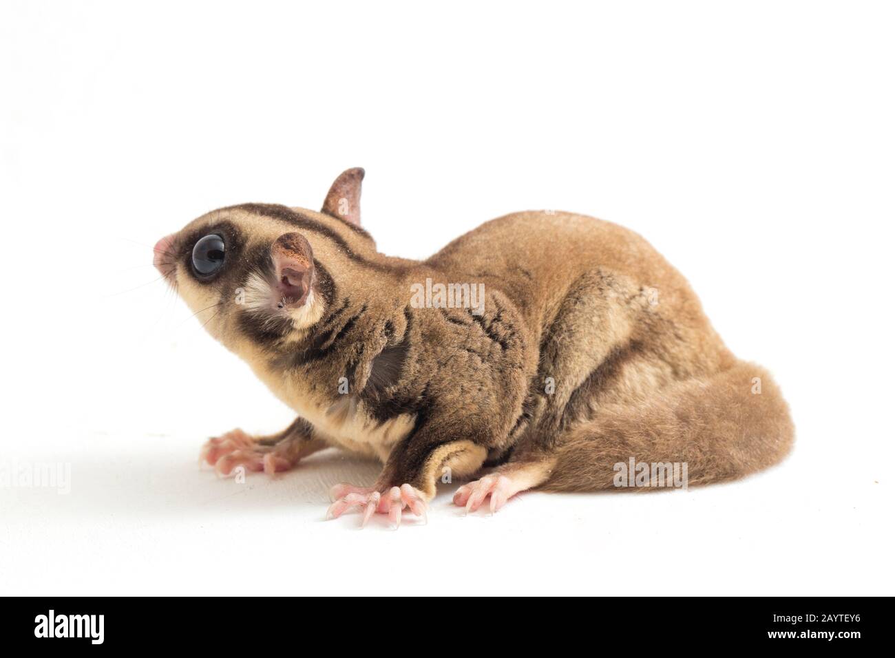 Glider zucchero - Petaurus breviceps isolato su sfondo bianco Foto Stock