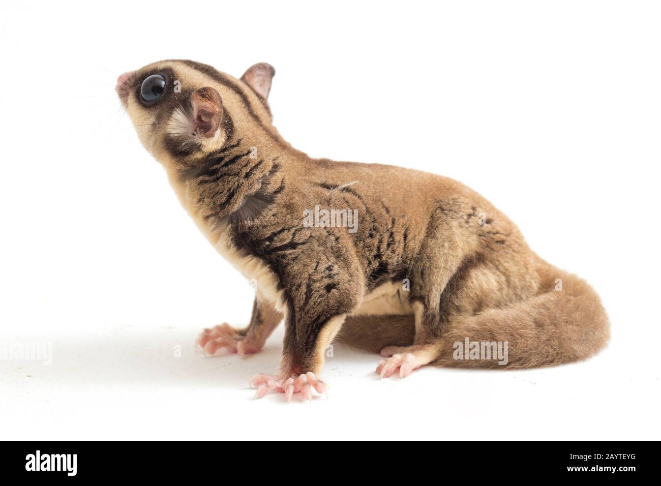 Glider zucchero - Petaurus breviceps isolato su sfondo bianco Foto Stock