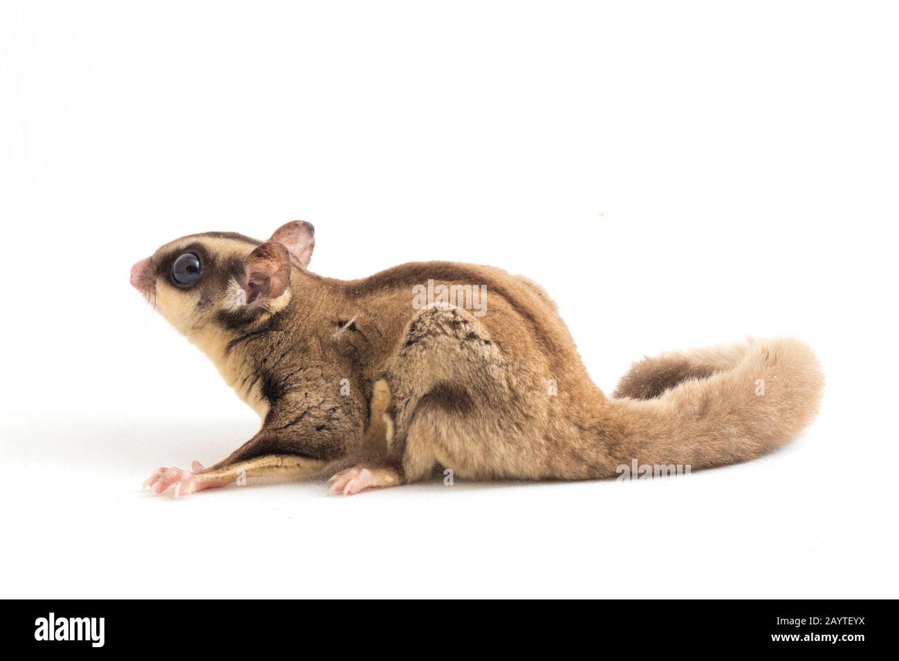 Glider zucchero - Petaurus breviceps isolato su sfondo bianco Foto Stock