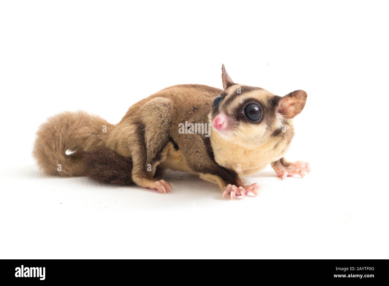 Glider zucchero - Petaurus breviceps isolato su sfondo bianco Foto Stock