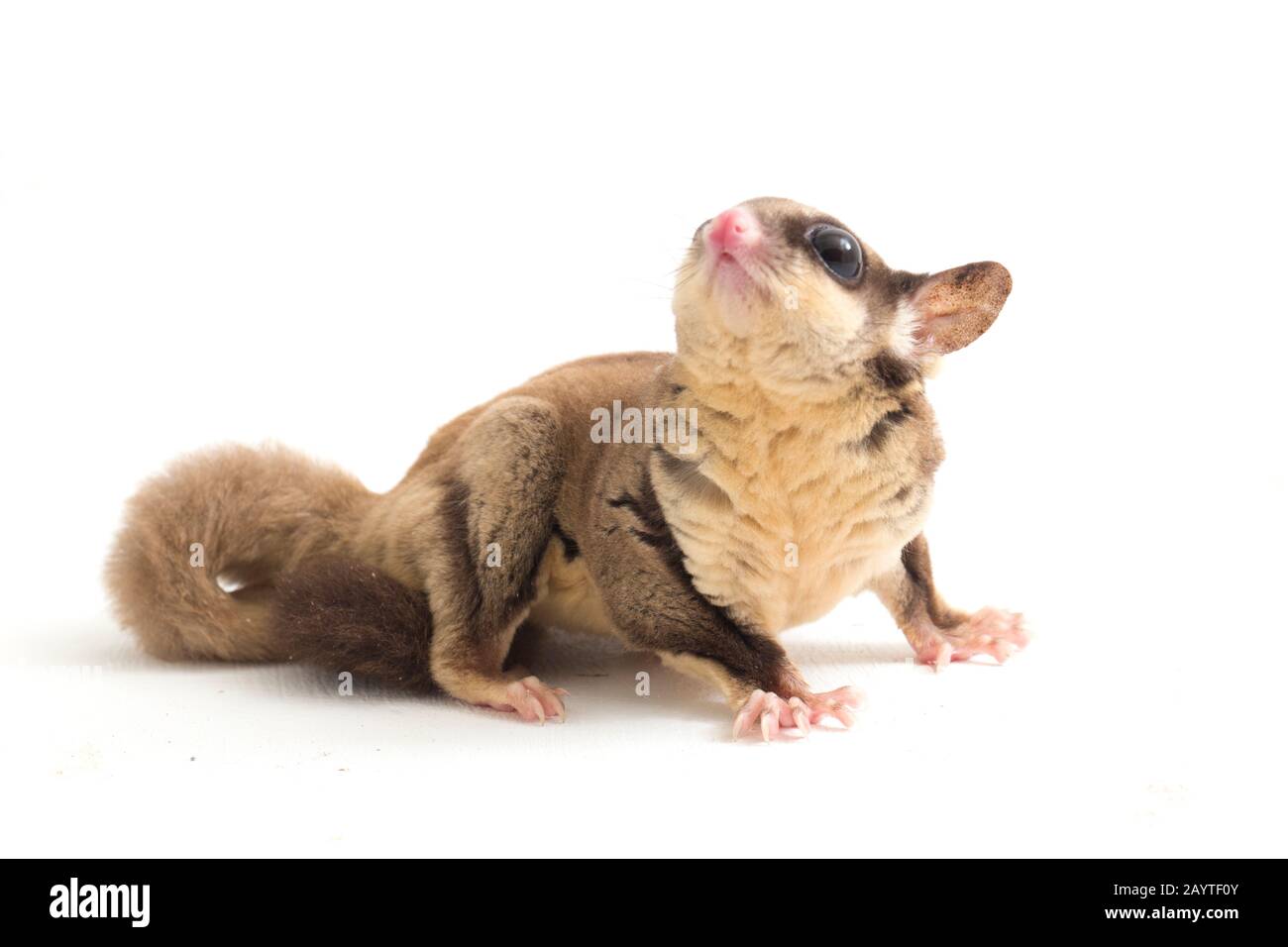 Glider zucchero - Petaurus breviceps isolato su sfondo bianco Foto Stock