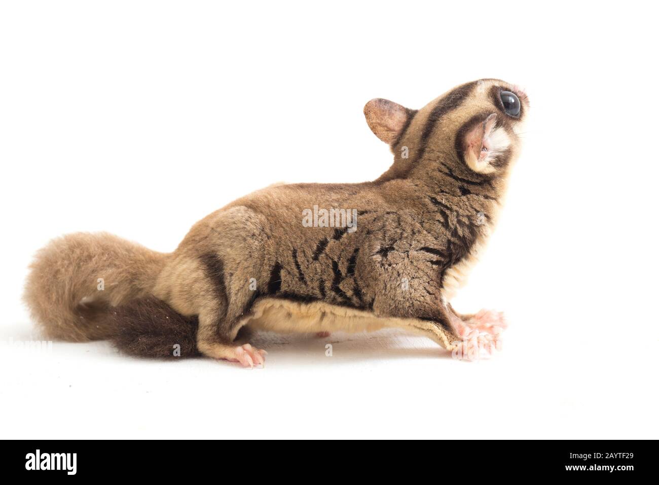 Glider zucchero - Petaurus breviceps isolato su sfondo bianco Foto Stock
