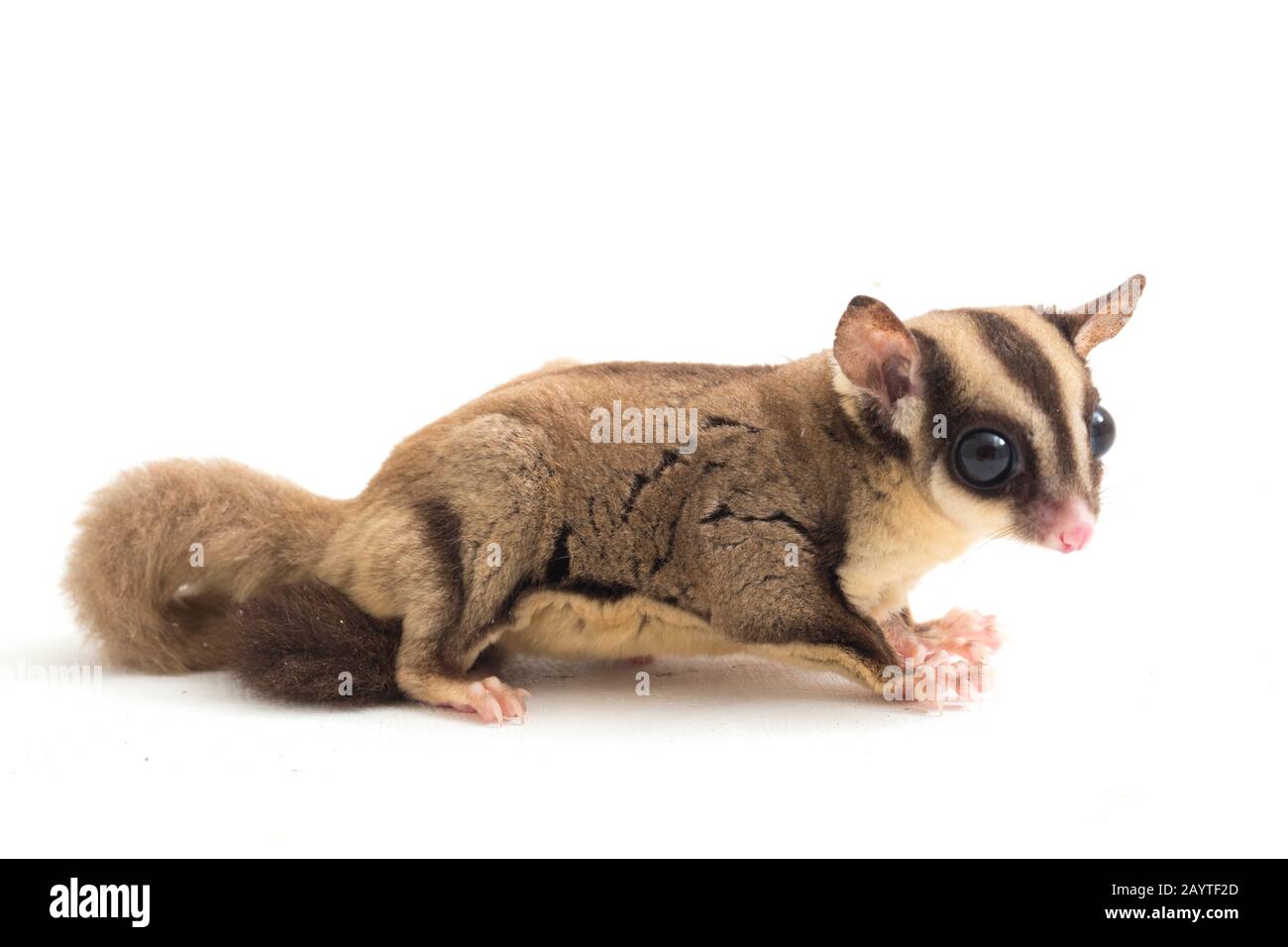 Glider zucchero - Petaurus breviceps isolato su sfondo bianco Foto Stock