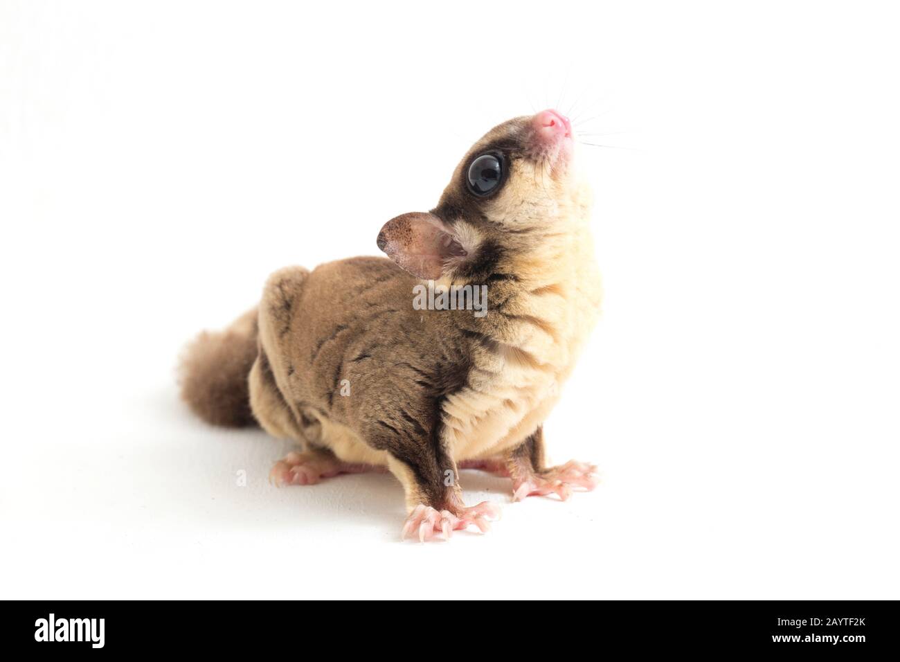 Glider zucchero - Petaurus breviceps isolato su sfondo bianco Foto Stock