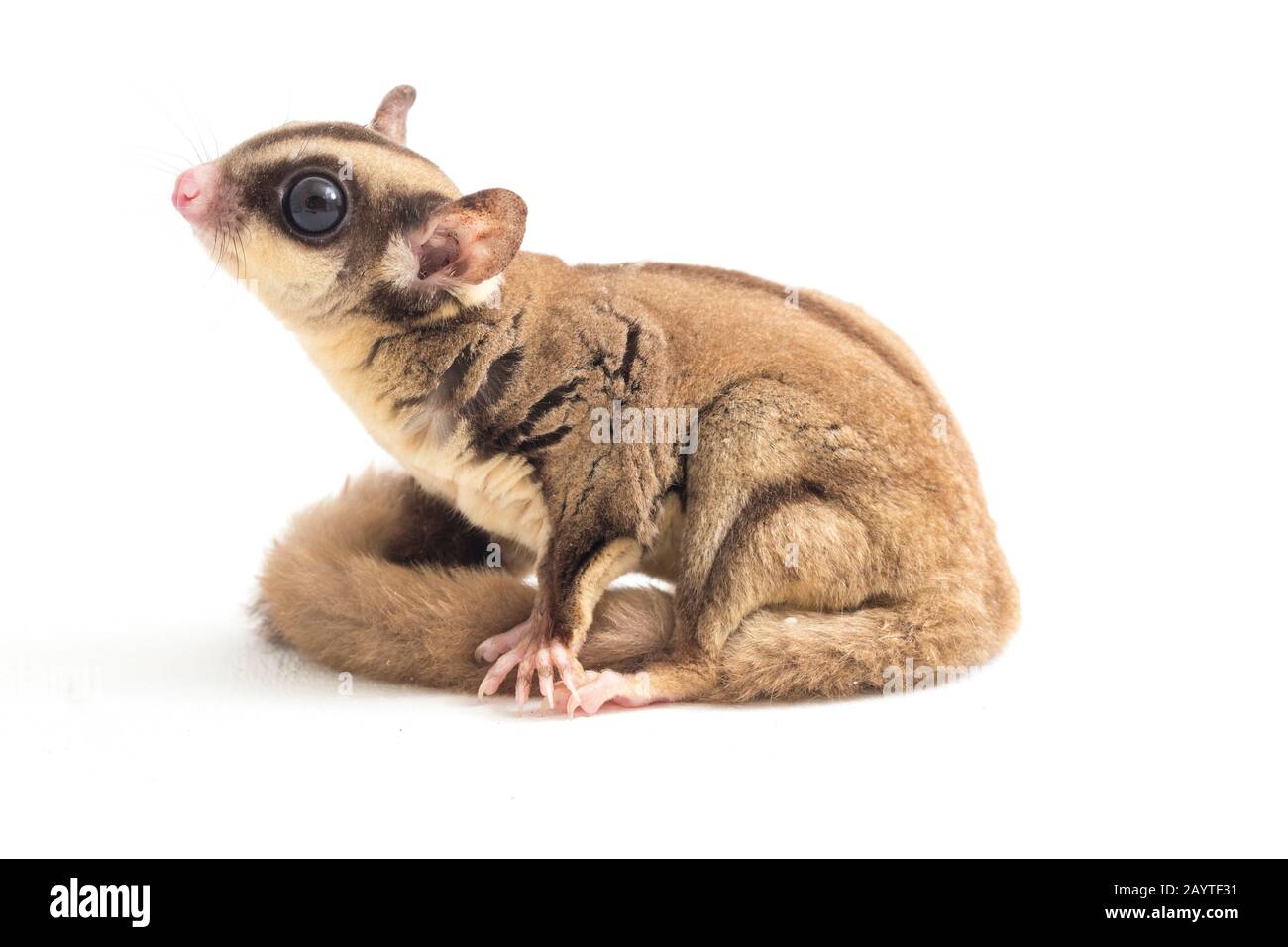 Glider zucchero - Petaurus breviceps isolato su sfondo bianco Foto Stock