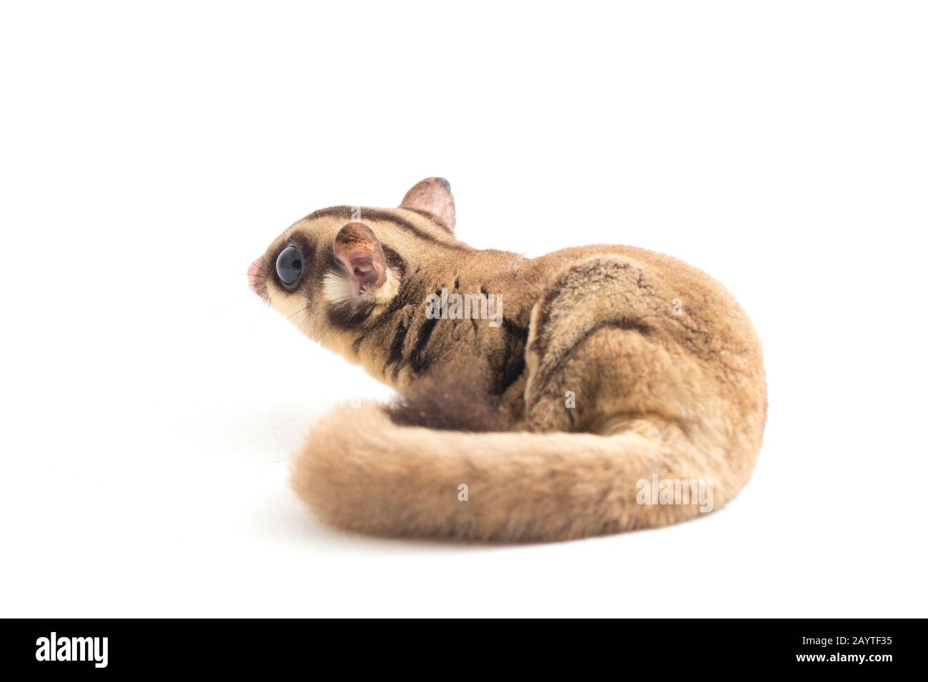 Glider zucchero - Petaurus breviceps isolato su sfondo bianco Foto Stock