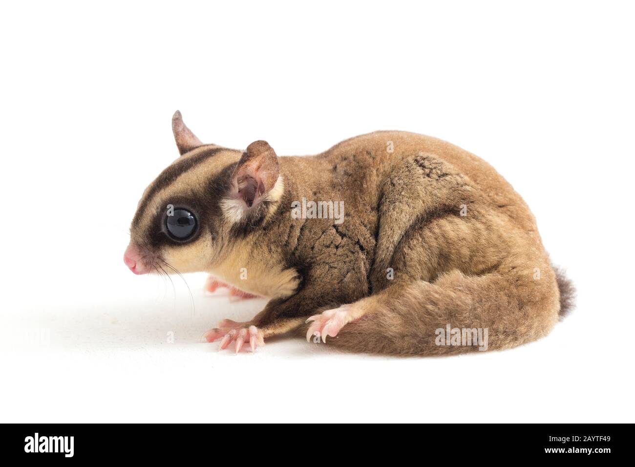 Glider zucchero - Petaurus breviceps isolato su sfondo bianco Foto Stock