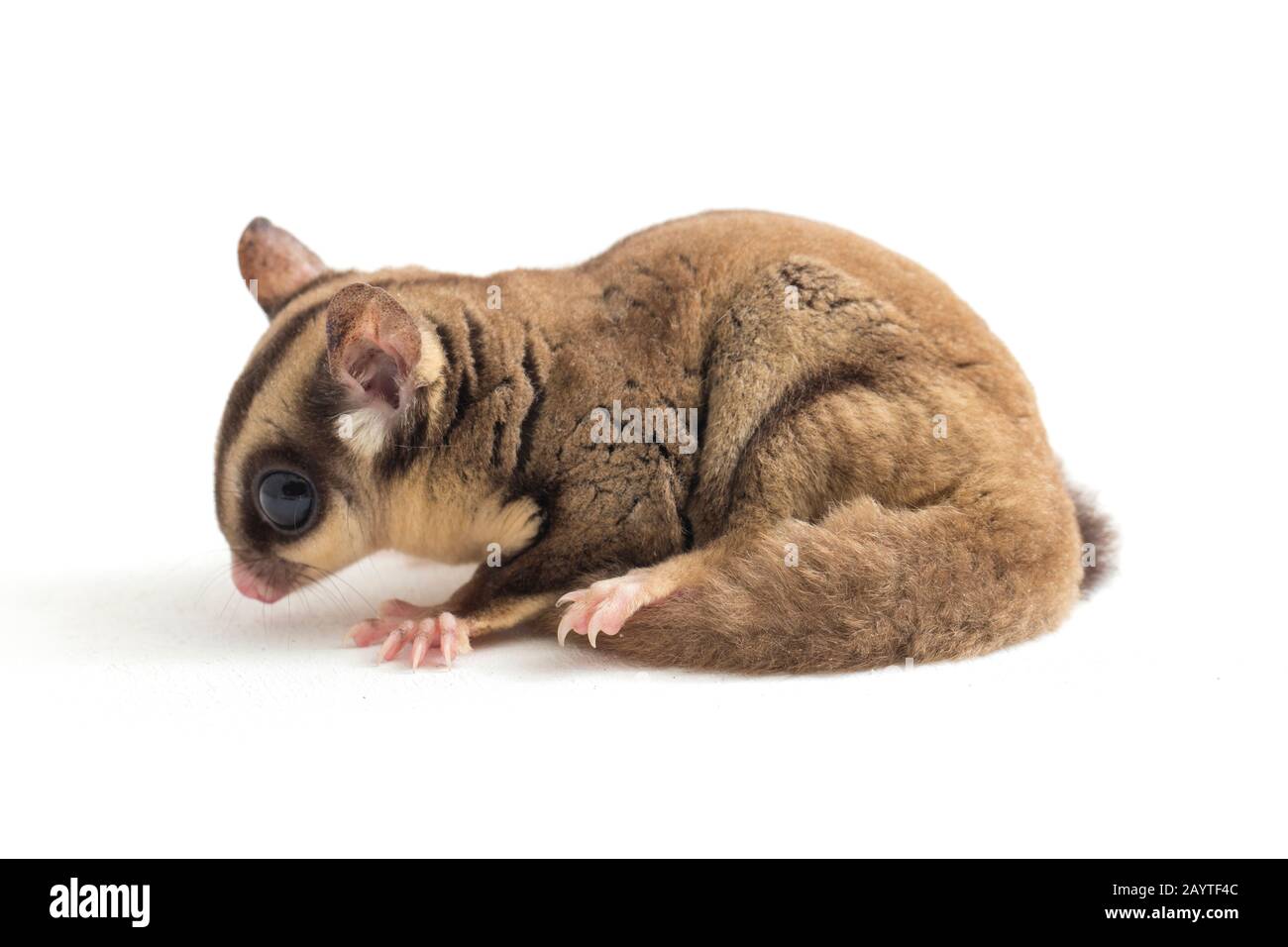 Glider zucchero - Petaurus breviceps isolato su sfondo bianco Foto Stock