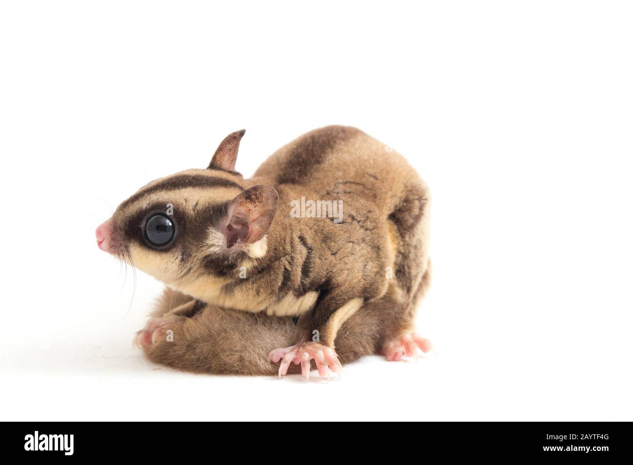 Glider zucchero - Petaurus breviceps isolato su sfondo bianco Foto Stock