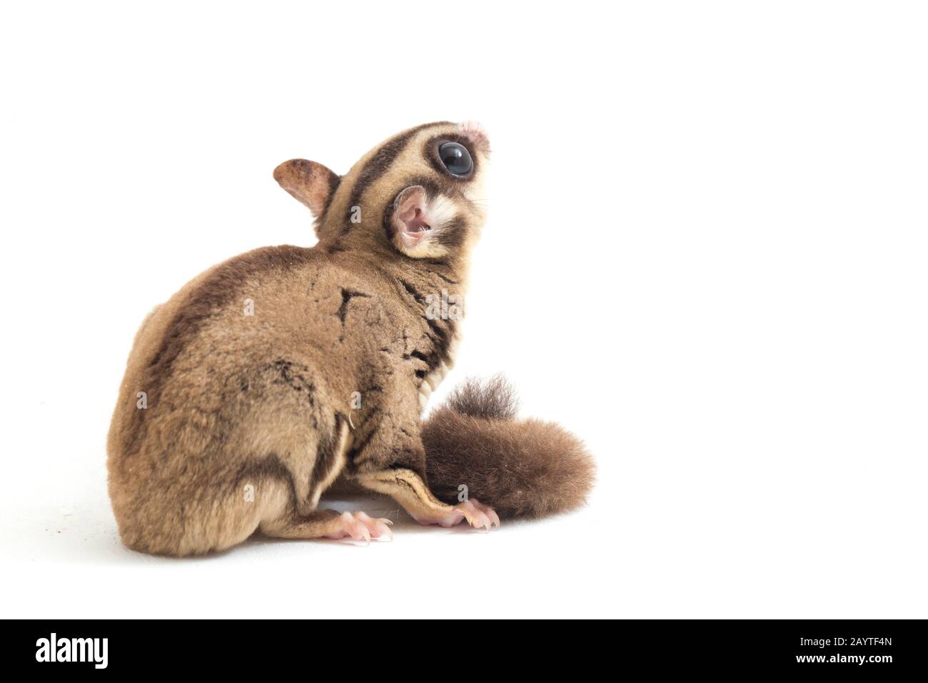 Glider zucchero - Petaurus breviceps isolato su sfondo bianco Foto Stock