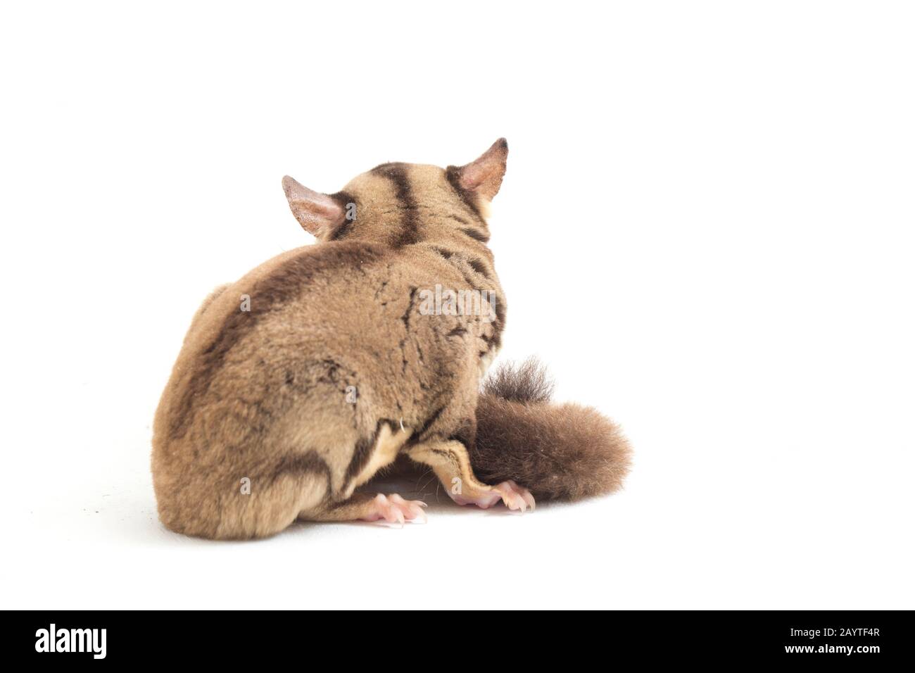 Glider zucchero - Petaurus breviceps isolato su sfondo bianco Foto Stock