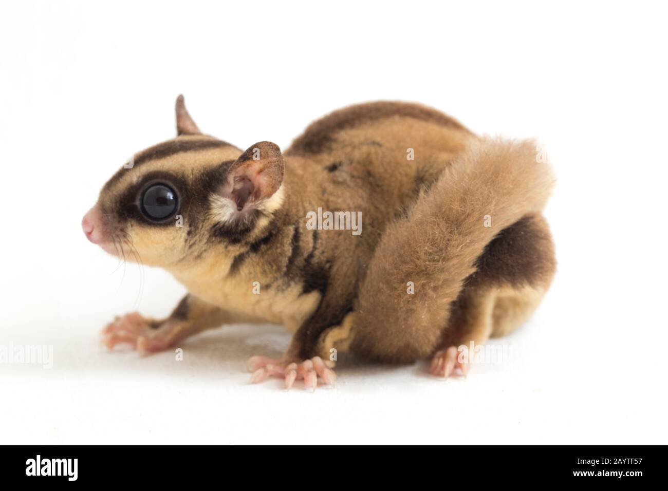 Glider zucchero - Petaurus breviceps isolato su sfondo bianco Foto Stock