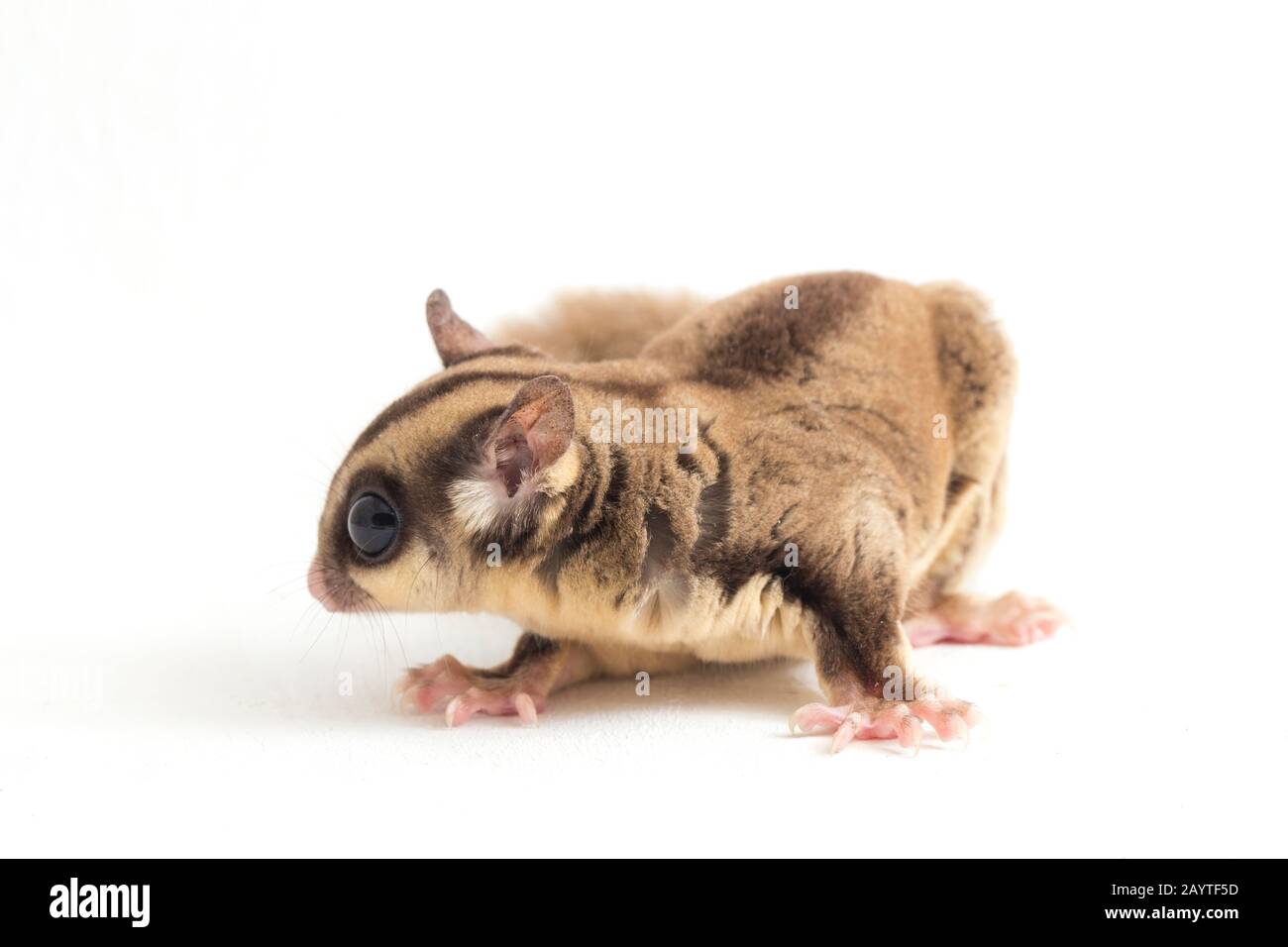 Glider zucchero - Petaurus breviceps isolato su sfondo bianco Foto Stock