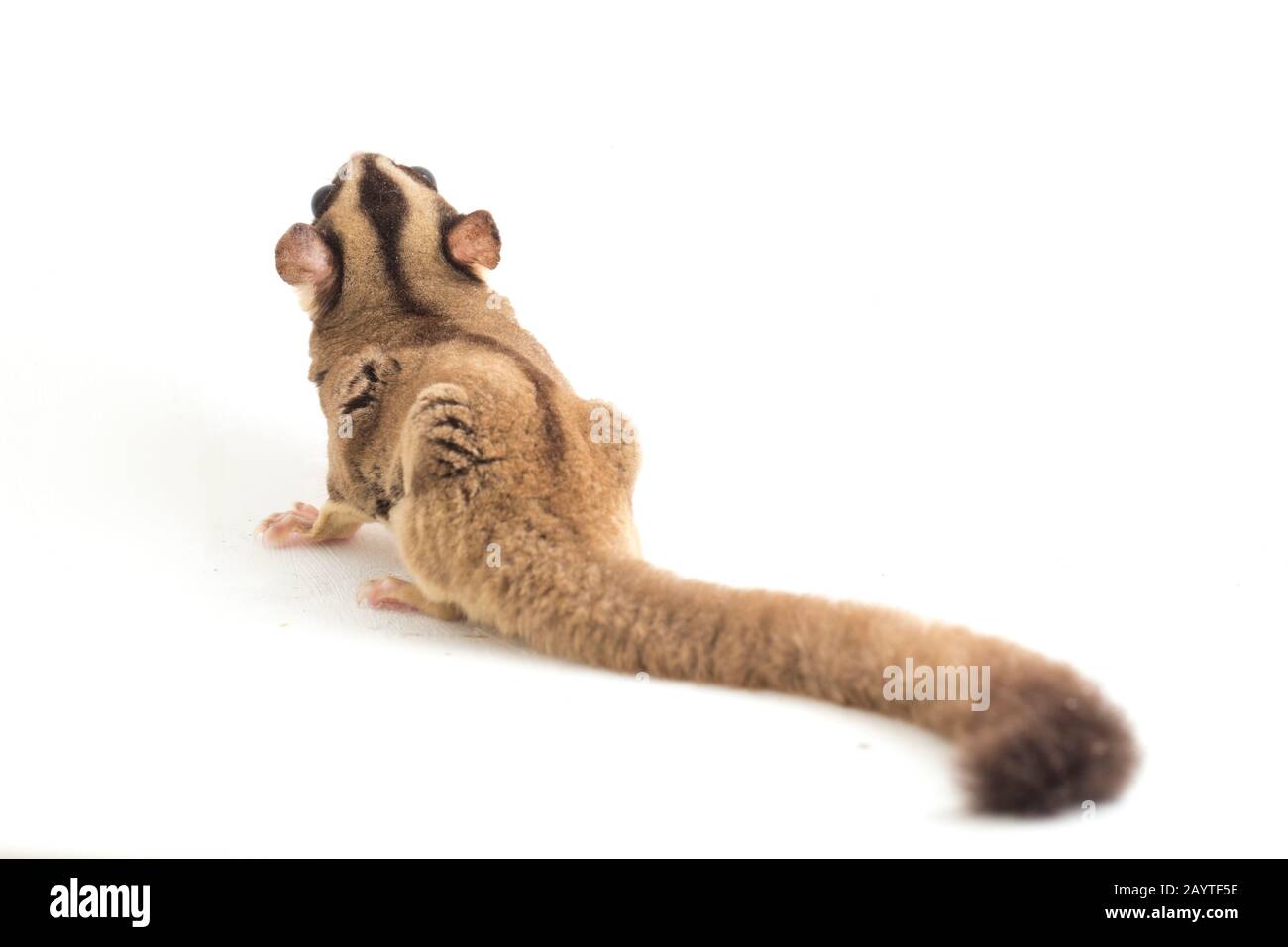 Glider zucchero - Petaurus breviceps isolato su sfondo bianco Foto Stock