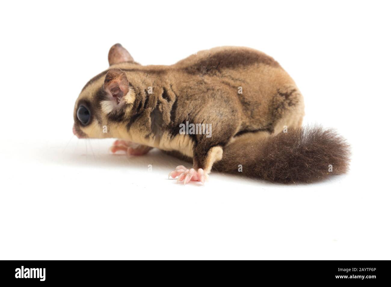Glider zucchero - Petaurus breviceps isolato su sfondo bianco Foto Stock