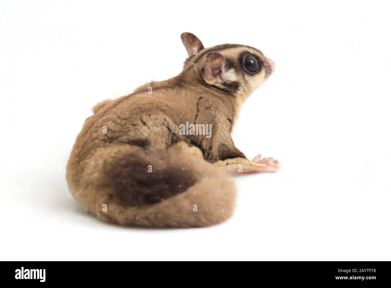 Glider zucchero - Petaurus breviceps isolato su sfondo bianco Foto Stock