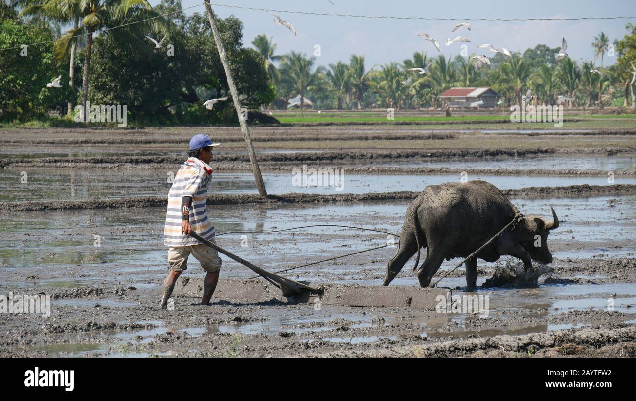 Banay Banay, Davao Oriental, Filippine - marzo 2016: Un agricoltore e il suo carabao si uniscono ai loro sforzi per preparare il campo per la semina del riso. Foto Stock