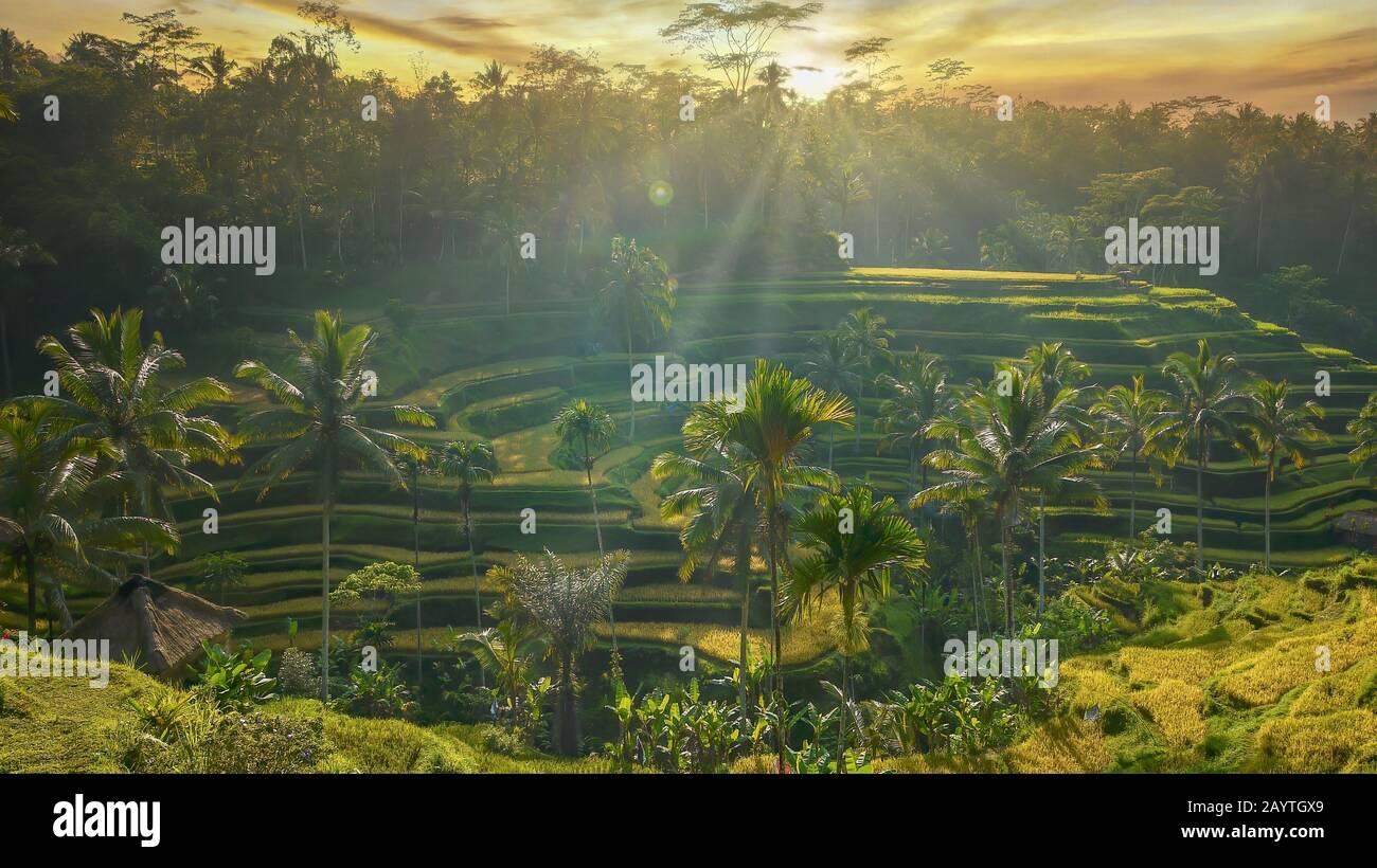 Vista su strada di una splendida alba su risaie terrazzate, con raggi solari che aggiungono un bagliore dorato al paesaggio tropicale retroilluminato. Vicino Ubud, Bali. Foto Stock