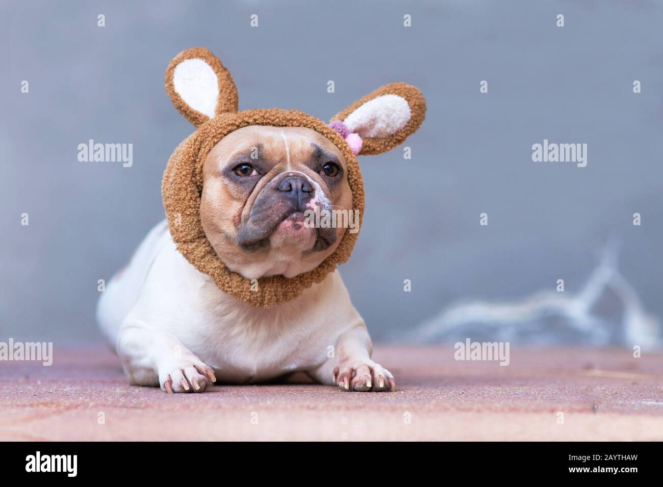 Coniglio di Pasqua Bulldog francese vestito con morbido cerchietto marrone  con orecchie di coniglio Foto stock - Alamy