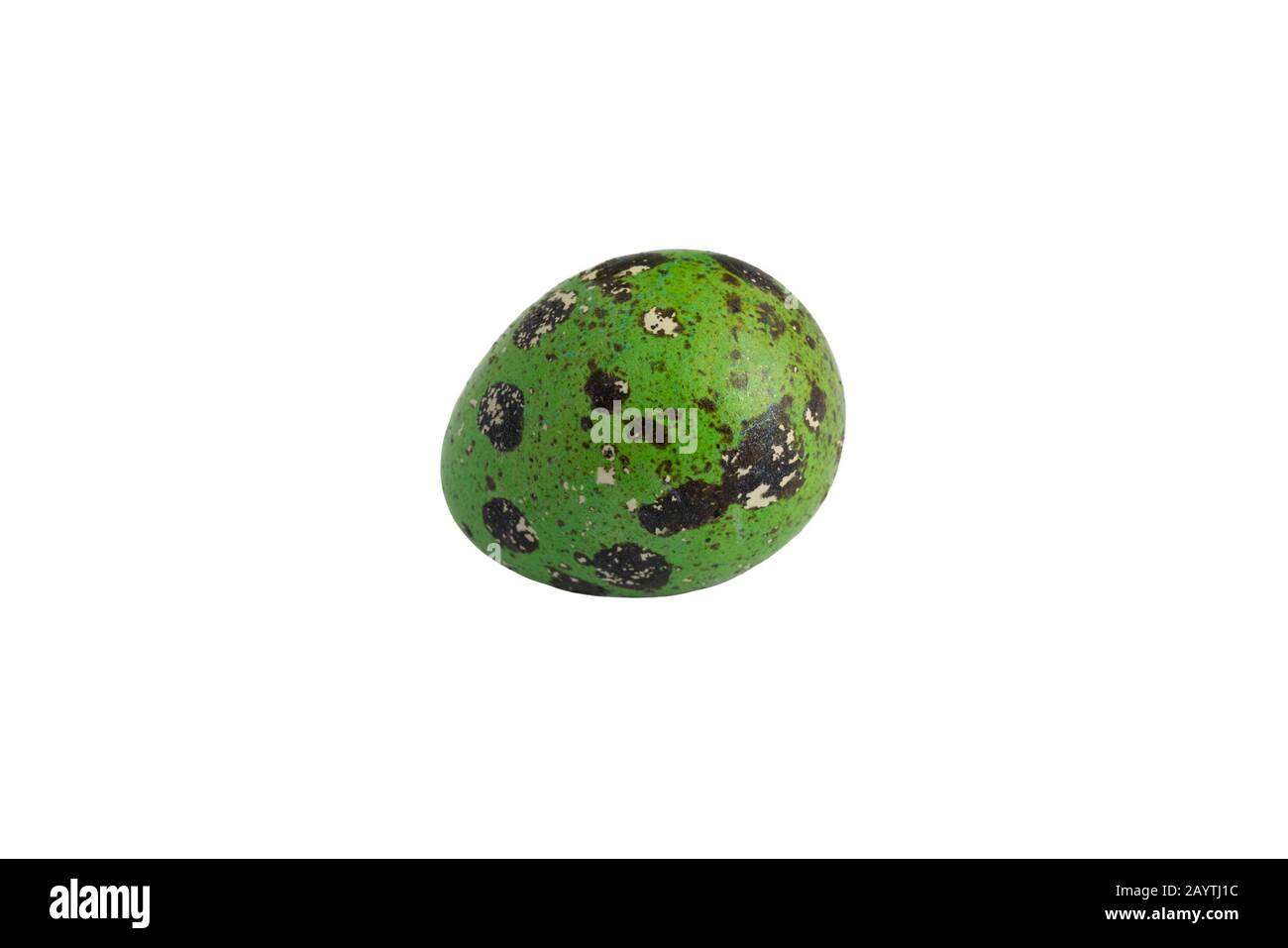 Uovo di Pasqua, un uovo di quaglia di colore verde su bianco Foto Stock