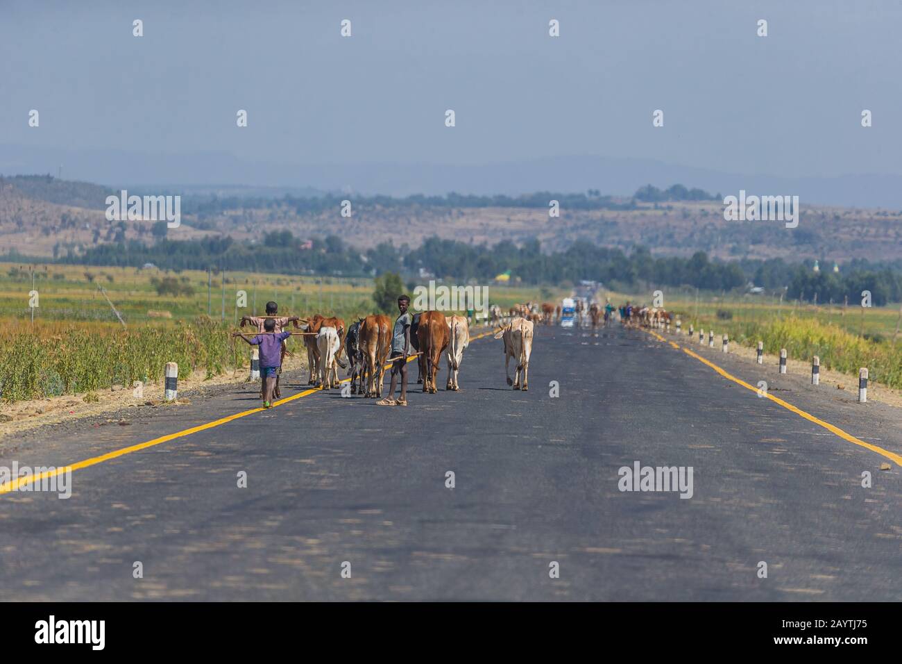 Etiopia ca. Gennaio 2019: I bambini locali camminano verso nord con il loro lifestock sulla strada per un mercato nella regione di Amhara dell'Etiopia Foto Stock