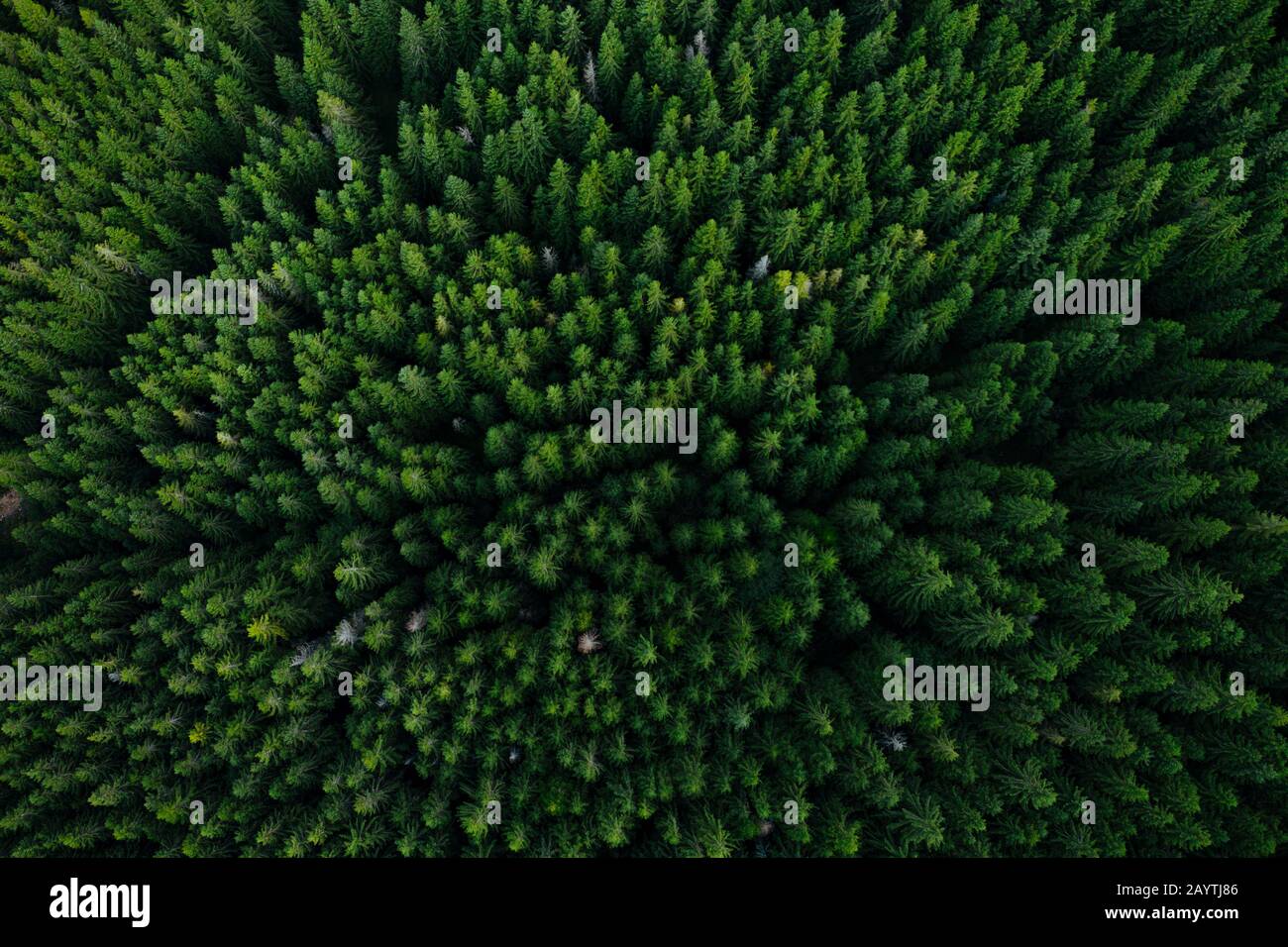 Cime di pino visto da un drone Foto Stock