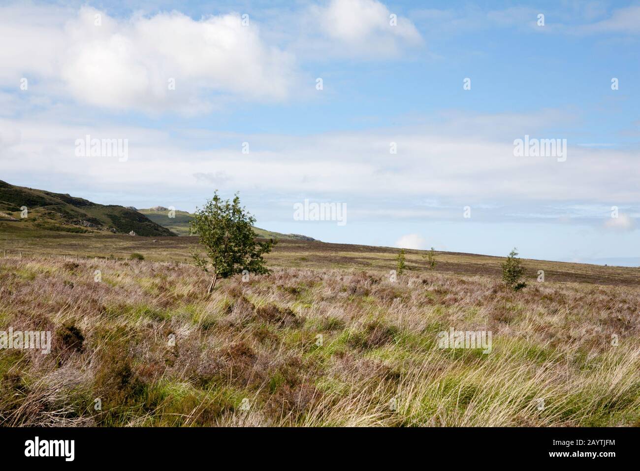 Rowan Tree a piedi nella valle dell'Afon Porth-Llewyd Conwy Valley Snowdonia North Wales Foto Stock