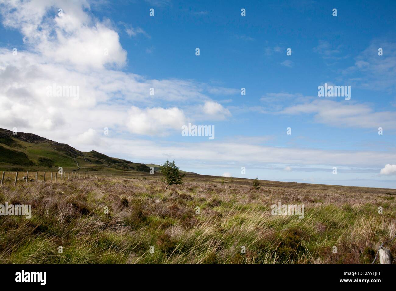 Rowan Tree a piedi nella valle dell'Afon Porth-Llewyd Conwy Valley Snowdonia North Wales Foto Stock