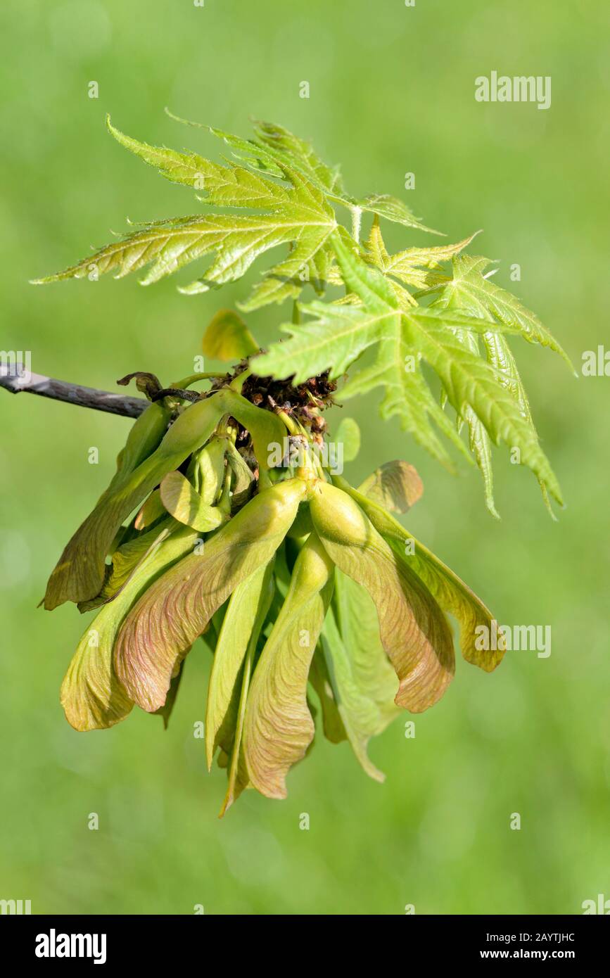 Acero d'argento (Acer saccharinum), ramo con foglie e frutta acerbo, Renania Settentrionale-Vestfalia, Germania Foto Stock