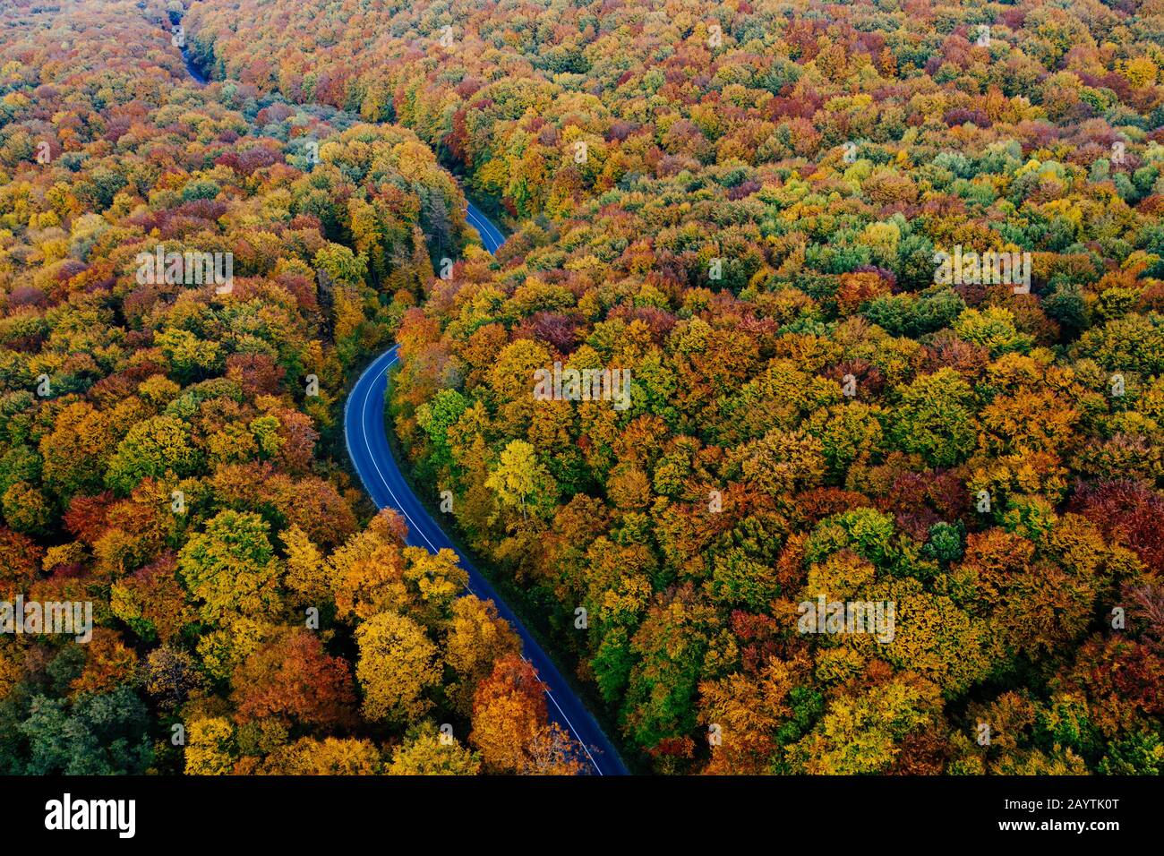 Vista del drone su una foresta e una strada a serpentina in autunno con alberi colorati Foto Stock