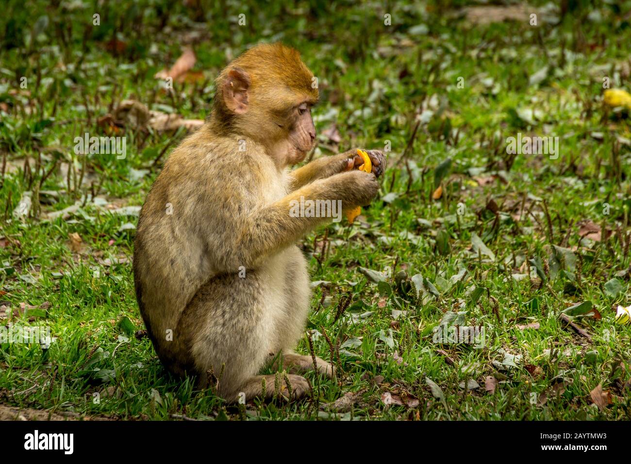 Barbary Macaque in colori molto belli e bellissimi occhi, Baby macaque Foto Stock