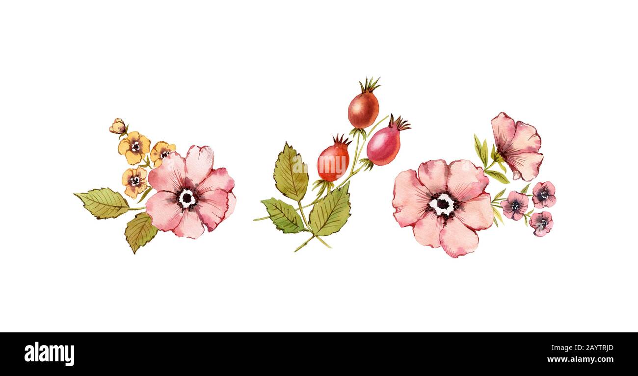 Set di bouquet a acquerello. Shabby fiori rosa. Polveroso rosato, rosa alla moda, frutta, foglie, isolato su sfondo bianco. Dipinto a mano naturale Foto Stock