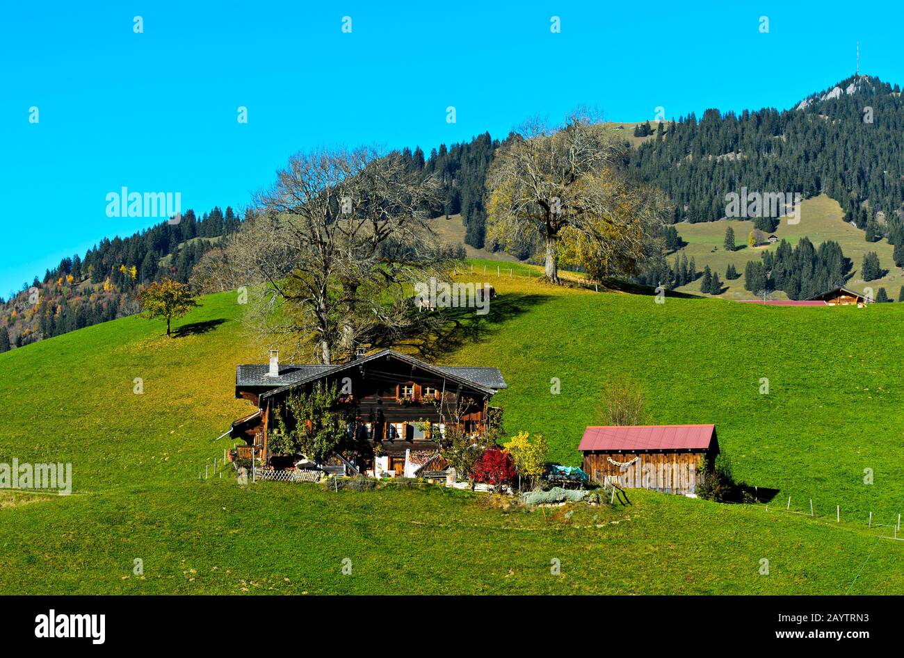 Azienda agricola di montagna in stile chalet svizzero vicino a Gstaad, cantone di Berna, Svizzera Foto Stock